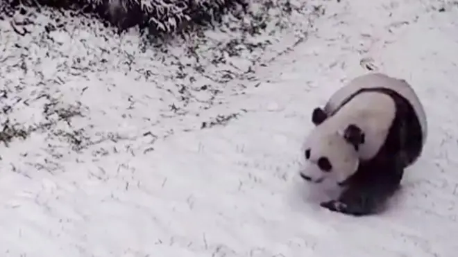 Панды в снегу в Вашингтоне