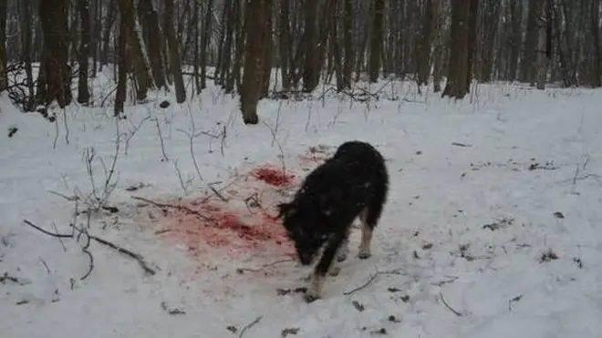 Довкола тіла правоохорнці виявили сліди лап