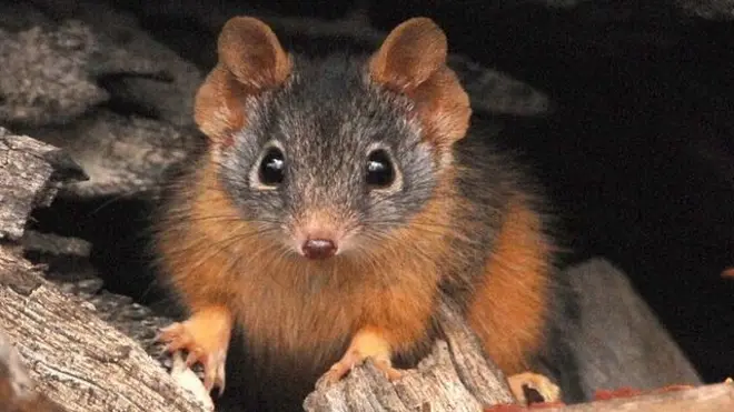 El apareamiento de los antechinus puede prolongarse hasta por 14 horas.