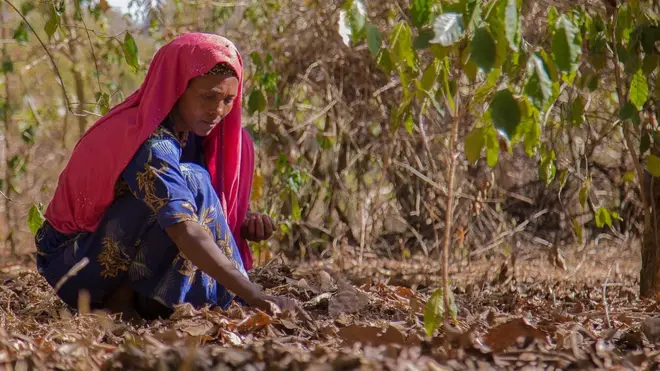 ቡን ዝፈርየሉ ከባቢታት ኢትዮጵያ ብ55% ከምዝንኪ መረዳእታታት እናሐበሩ እዮም