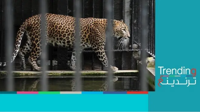 رعب في مدينة صينية بعد التكتم على هروب ثلاثة فهود!