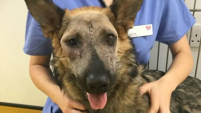 Igikorwa cyo kuvura iyi mbwa bayibaze cyamaze amasaha abiri