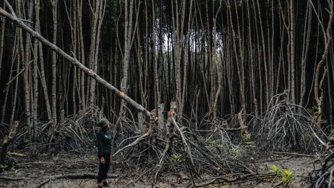 A person stands next to a mangrove tree that has been cut by local people in Indonesia
