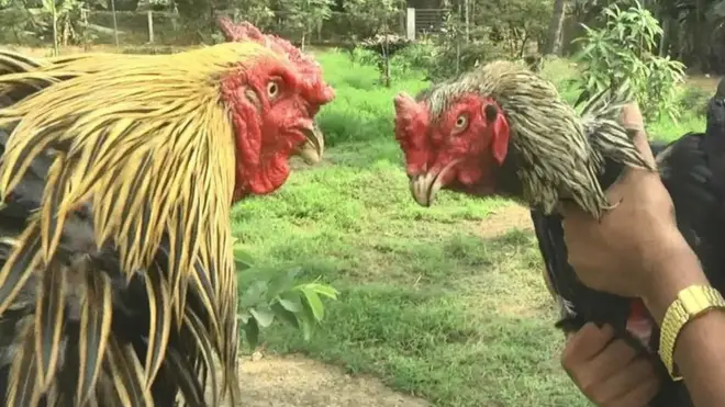 పందెం కోళ్లు