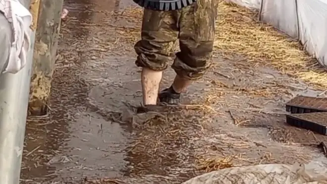 Теплицада ишлаётган мигрантлар