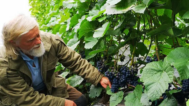 Norwegian winemaker Bjørn Bergum