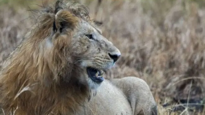 هناك حوالي 2000 أسد في حديقة كريجر الوطنية بجنوب أفريقيا