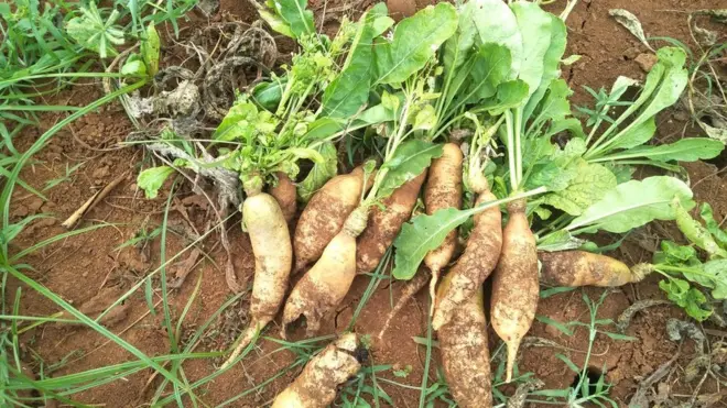 విశాఖపట్నం చుట్టుపక్కల ప్రాంతాల్లో ఆకు కూరలు, కూరగాయలు పాడైపోయాయి