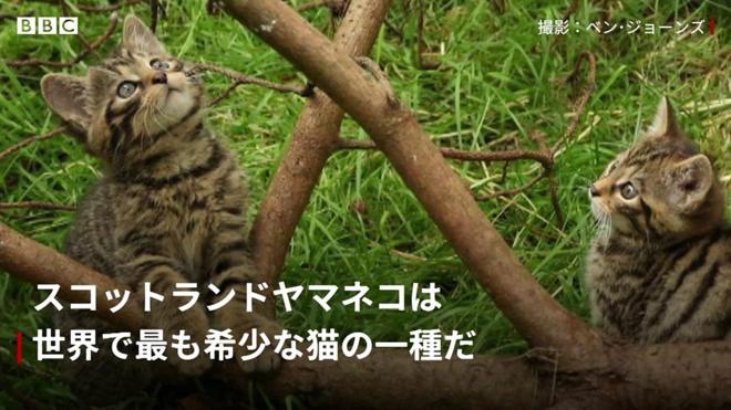 「実質的に絶滅」したヤマネコの子猫2匹生まれる
