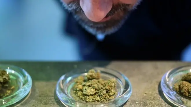 Milano'da kenevir bitkisine bakan bir İtalyan