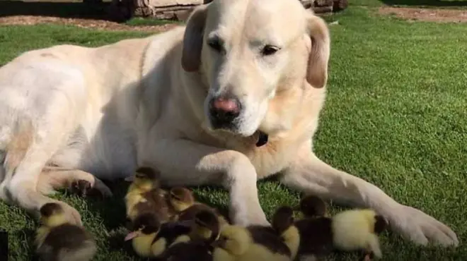 Pas Fred i žuti pačići