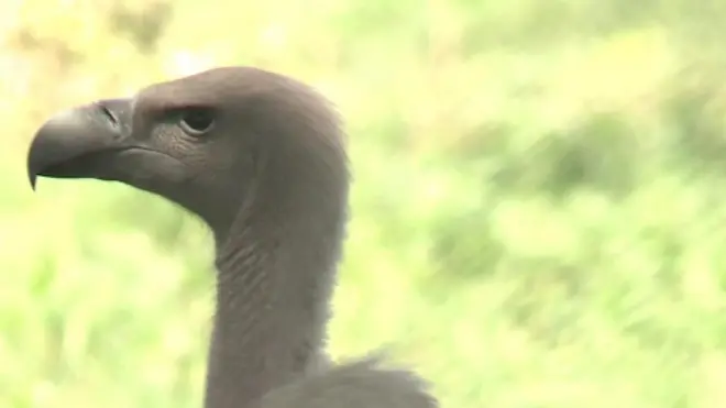 pakistan, wwf, valture