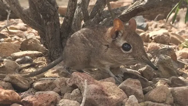 ఏనుగు చుంచు