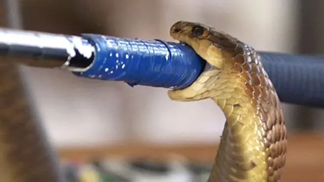 बूमस्लैंग सांप जैसा था उस सांप का सिर