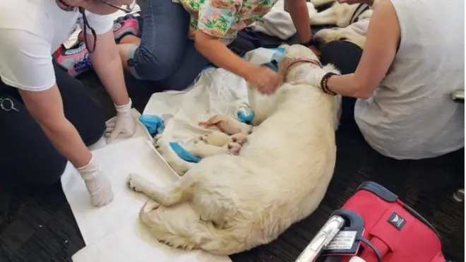 Ellie and her puppies drew a crowd in the terminal