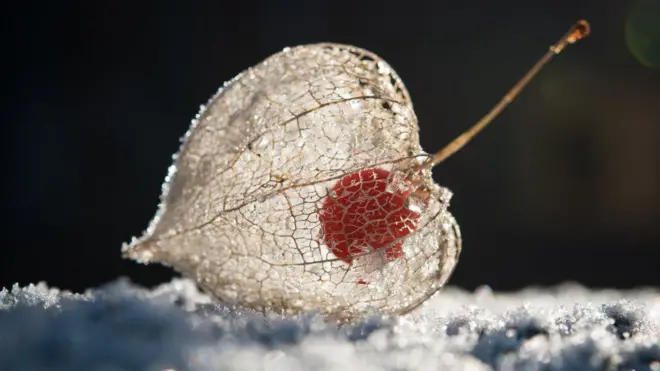 Дрвенее растение внешне напоминает современный физалис.
