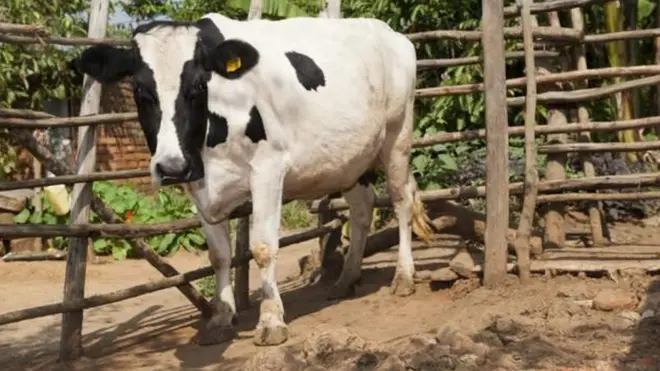 Saawa qe'ee keessa dhaabbachaa jirtu