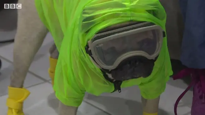 医療スタッフの疲れい癒すセラピー犬、メキシコシティで活躍