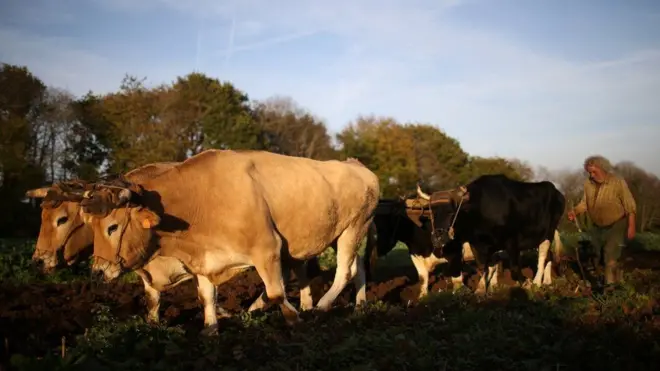 Г-н Юон до сих пор использует волов