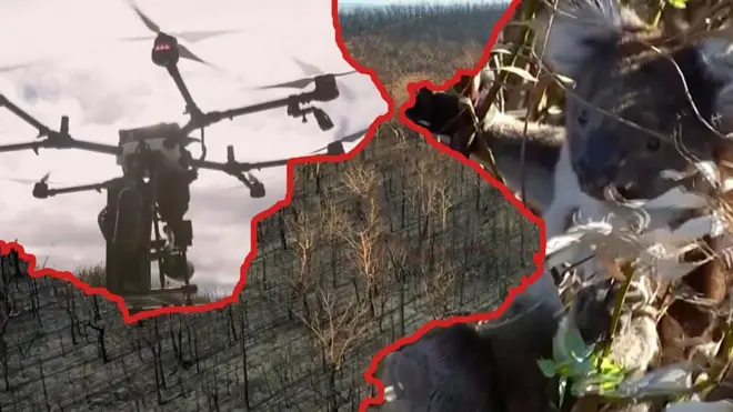 Дрон, сгоревший лес, коала