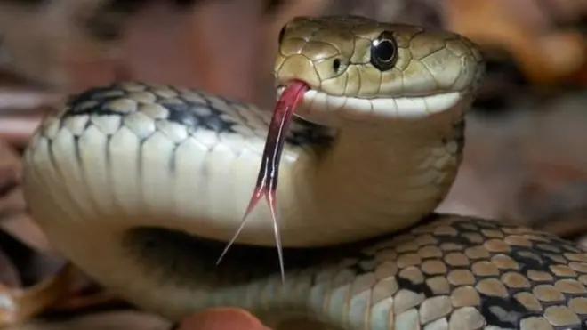 Ular hidup itu dililitkan ke leher pria terduga pencuri telepon genggam yang kemudian melahirkan kemarahan setelah videonya beredar luas di masyarakat. (Foto ilustrasi)