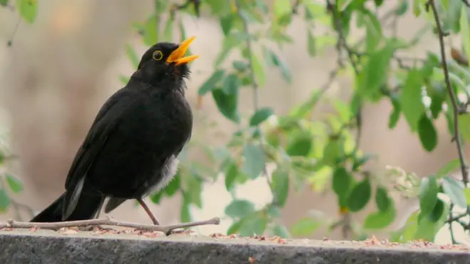 城市里的乌鸫( Turdus mercula) 经常在漆黑的深夜唱歌。