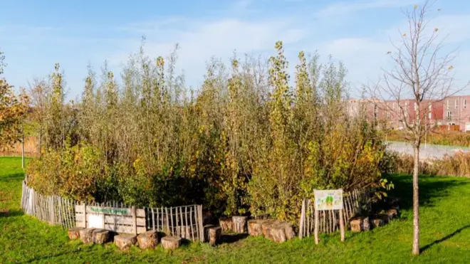 Tiny forests are being grown in neighbourhoods to increase biodiversity