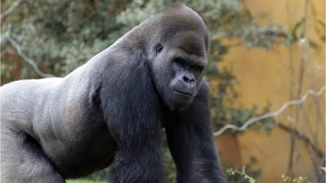 Only 300 Cross River silverback gorilla remain for world
