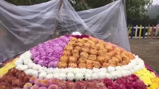 ایک دور میں ملک بھر میں گلِ داؤدی کی نمائشیں ہوا کرتی تھی مگر اب ایسا نہیں ہوتا۔