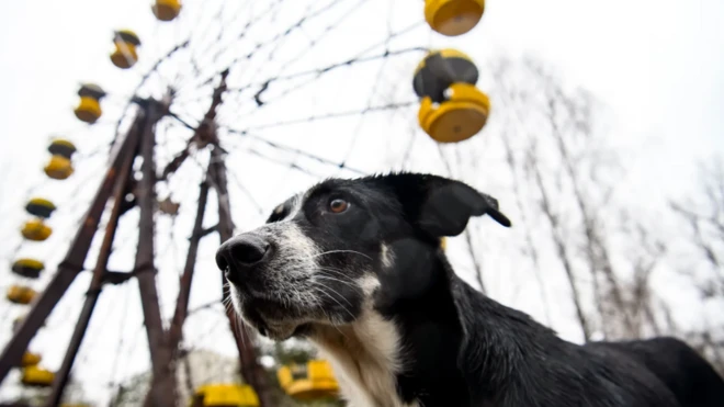 Os cães da regiãopix bet ao vivoChernobyl tornaram-se quase tão famosos quanto a simbólica roda-gigante do parquepix bet ao vivodiversõespix bet ao vivoPripyat