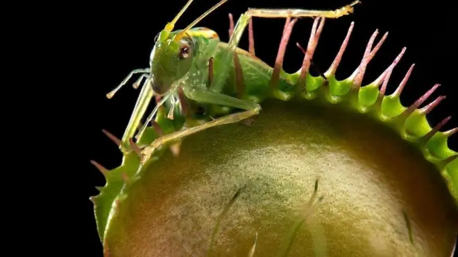 मांसाहारी पौधे