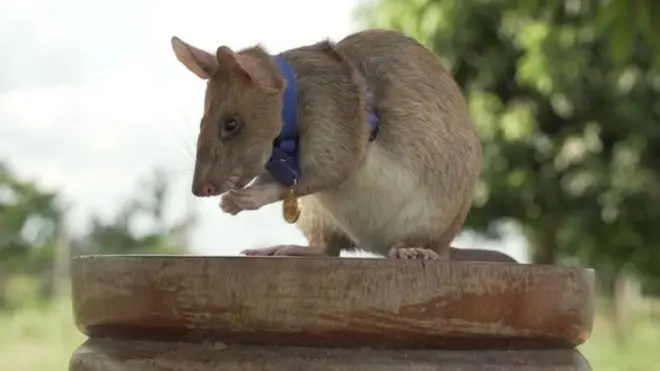 Magawa ameshinda tuzo ya dhahabu kwa kugundua mabomu yaliotegwa ardhini Cambodia