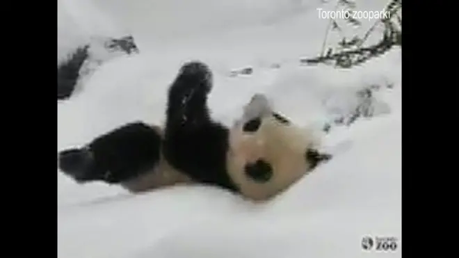 14 aylıq pandalar Toronto zooparkında, qarda əylənirlər. Ana panda da ilk qarın yağmasına sevinib.