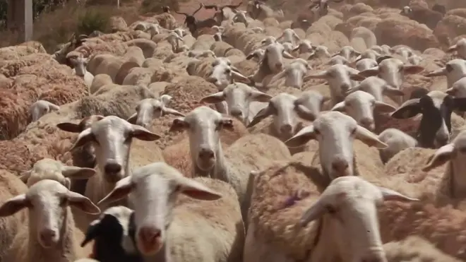 Вівці гірської вельської породи можуть упізнати Барака Обаму