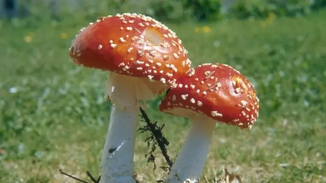 टोडस्टूल मशरूम