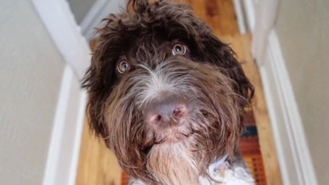 Cecil, the seven-year-old dog from Pennsylvania