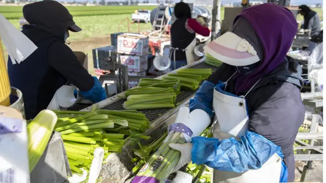 Warga yang bekerja diladang pertanian di masa pandemi masuk dalam golongan pekerja esensial. Diharapkan mereka mendapat tunjangan penghasilan universal dasar.