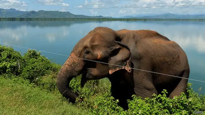 උඩවලවේ වැව් බැම්මේ සිට ආහාර ඉල්ලන හස්ති යාචකයා