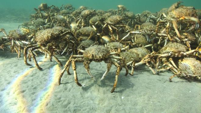 Giant spider crabs clamber over one another in waters off Australia