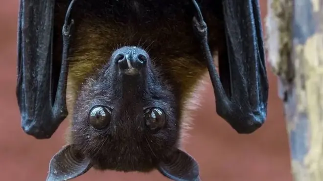نیپا وائرس چمگادڑوں سے پھیل سکتا ہے