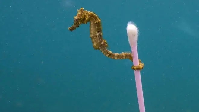 La imagen es finalista del premio al Mejor Fotógrafo de Vida Silvestre del año.