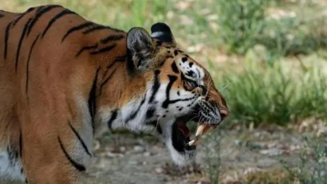 చంద్రాపూర్ జిల్లా, పులుల దాడులు, టైగర్ రిజర్వ్, మహారాష్ట్ర, అటవీశాఖ