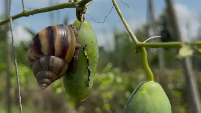 దొండకాయలను తింటున్న నత్తలు
