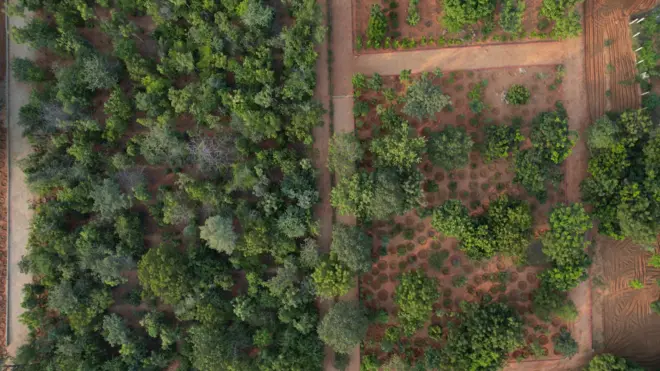 అనంతపురం-మియావాకీ 