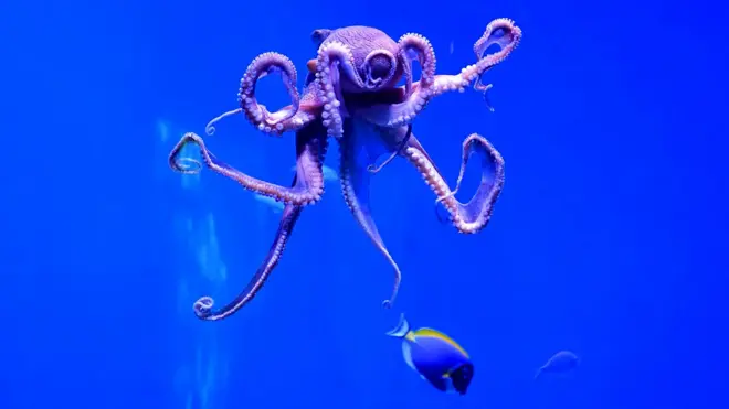 ఆక్టోపస్