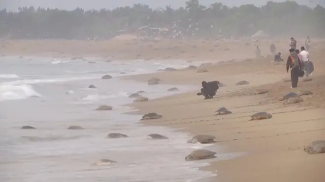 تخم‌گذاری بیش از ۷۰۰ هزار «لاک‌پشت زیتونی» در ساحلی در هند