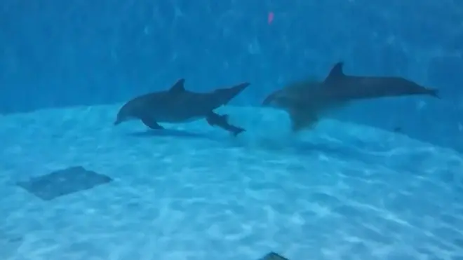 'Plivaj ka površini!': Rođenje delfina pred kamerom