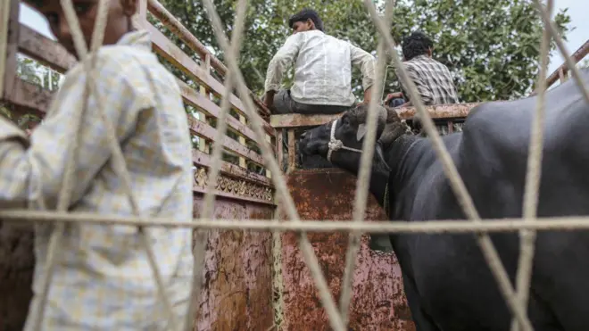 انڈیا، بھینس