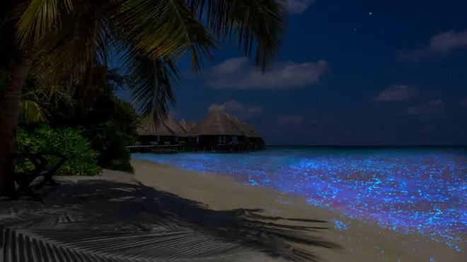Lautan Bintang atau Sea of Stars yang banyak memikat wisatawan untuk datang ke Maladewa.