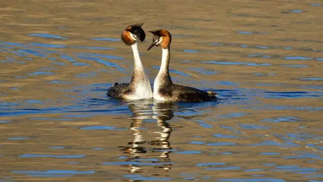 Simbirroo waliitti dubbataa jiran